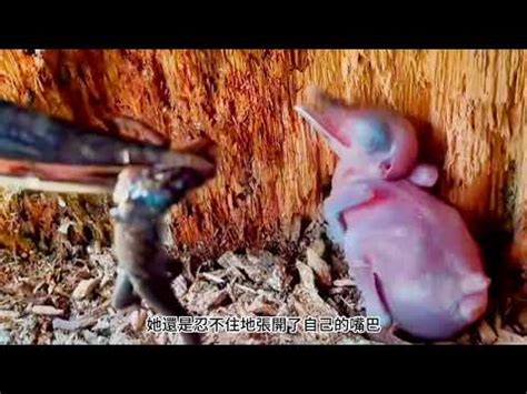 幼鳥突然死掉